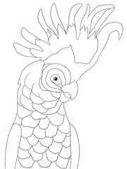 Black and white parrot portrait. Idea for stickers, print, art, books, cartoon, graffiti, icon, coloring book for kids