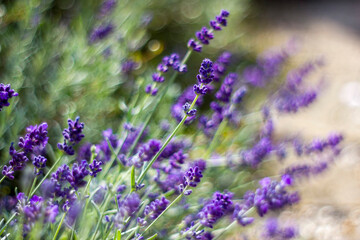 lavender flowers in a garden natural summer background