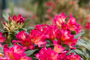 Blooming red rhododendron flowers in a garden