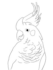Black and white parrot portrait. Idea for stickers, print, art, books, cartoon, graffiti, icon, coloring book for kids