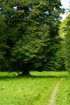 Ojcowski Park Narodowy klon latem