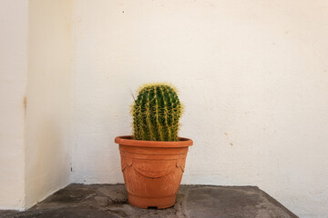 Cactus in an unglazed earthen ware pot on a patio in Coyote Bay, Baja de California Sur, Mexico.  Room for text.