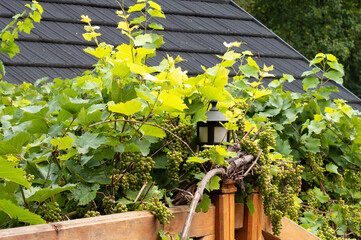 Winorośl oplatająca werandę z latarnią w lecie © Sebastian