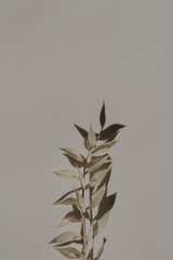 Dried grass stems on tan white background with copy space. Warm sunlight shadow reflections silhouette. Minimalist simplicity flat lay. Aesthetic top view flower composition