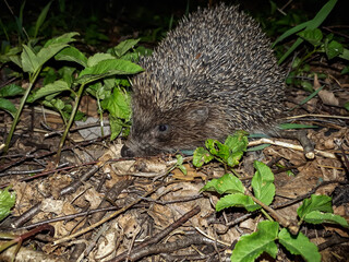 Naklejka premium Close-up shot of the adult European hedgehog (Erinaceus europaeus) with focus on face and nose at night