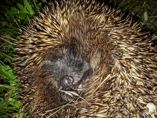 Close-up shot of the adult European hedgehog (Erinaceus europaeus) rolled-up with focus on face and nose on the ground. Animal portrait