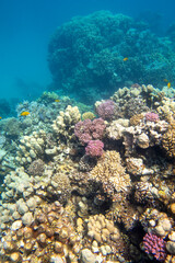 Plakat Colorful, picturesque coral reef at bottom of tropical sea, hard corals, underwater landscape