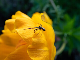 Close-up of adult male of goldenrod crab spider or flower (crab) spider (Misumena vatia (Misumena citrea) with dark brown and red body, legs are dark brown to black on yellow tulip