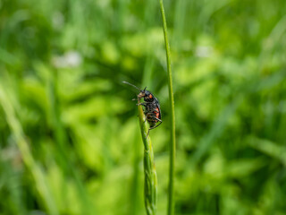 Soft-winged flower beetle - the malachite beetle (Malachius bipustulatus) with long body, the head and pronotum are brownish, elytrae are shining green with red spot at the end