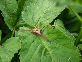 Brown Nursery web spider (Pisaura mirabilis) with long legs and slender abdomen on a green plant in the sunlight in summer