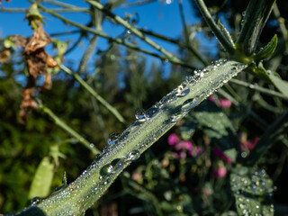 Macro shot of the sweet pea (Lathyrus odoratus) covered with big, round waterdrops in morning in...