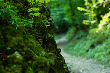 Ścieżka w Ojcowskim Parku Narodowym wśród omszałych głazów © Sebastian