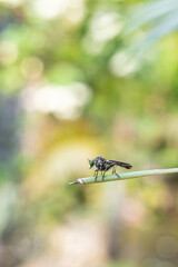 Ommatius is a genus of flies