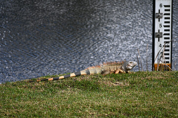 Green iguana walking on grass near water. Invasive reptile now banned in Florida