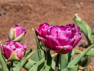 Close-up shot of the bold double flowering tulip (Tulipa) 'Blue Diamond' displaying impressive,...