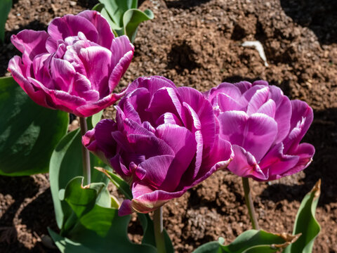 Close-up shot of the bold double flowering tulip (Tulipa) 'Blue Diamond' displaying impressive, large deep violet petals blooming in late spring