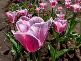 Unique tulip 'Mistress mystic' blooming with pink and pale lavender flowers with a greyish sheen, edge silvery grey in garden