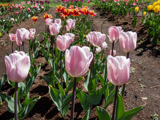 Tulip 'Douglas bader' blooming with single, cup-shaped, streaked, deep pink flowers fading to paler...