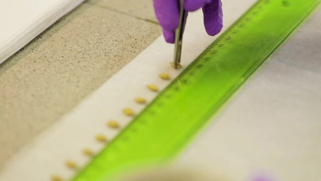 Laboratory Research of Plant Diseases. Phytoexamination of Seeds. Agriculture