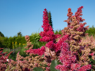 Mid season flowering variety of the Astilbe japonica x 'Vesuvius' with deeply-divided, deep green...