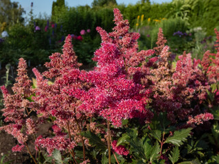 Mid season flowering variety of the Astilbe japonica x 'Vesuvius' with deeply-divided, deep green...