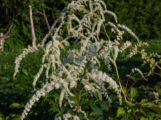 Astilbe thunbergii 'Professor van der Wielen' features a foliage mound of dark green leaves and large, loose, weeping panicles of white flowers on arching stems in summer