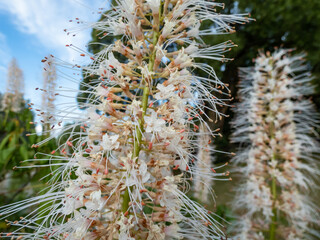 The bottlebrush buckeye (Aesculus parviflora) blooming with white flowers arranged in erect panicles, each flower has small white petals and protruding long stamens