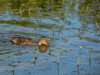 Beautiful, fluffy ducklings of mallard or wild duck (Anas platyrhynchos) swimming in water of a lake