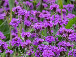 Close-up shot of the Verbena rigida 'Venosa' growing and blooming with violet-blue flowers on green foliage