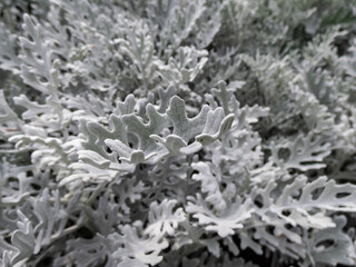 Silver ragwort (Jacobaea maritima) with white, felt-like wooly tomentose leaves growing in garden