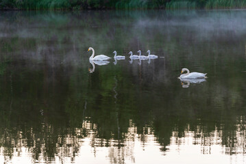 Swans on a lake on a summer night. Österbotten/Pohjanmaa, Finland. 