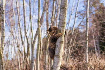 Young fluffy cat climbing a tree. Trees and blue sky in the background. Finland