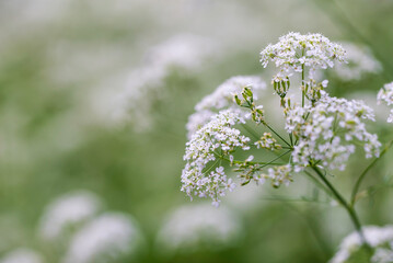close-up of cow parsley. Österbotten/Pohjanmaa, Finland.