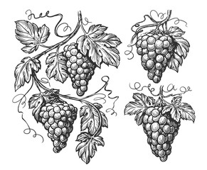 Hand drawn vine, grape bunches and leaves. Grapevine pattern set sketch. Vineyard illustration vintage engraving - obrazy, fototapety, plakaty