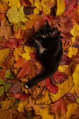 black and white cat looking through hole in colorful autumn leaves foliage. Autumn background with a cat pet - 553274079
