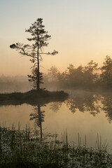 sunrise dawn on the swamp. Reflections of trees in lakes. Sunset, warm light and fog. Viru swamps Estonia - 553274080