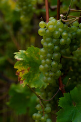 Dojrzałe kiście winogron w ogrodzie