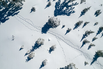 Drone aerial scenery of mountain snowy forest landscape covered in snow. Wintertime Troodos mountains Cyprus