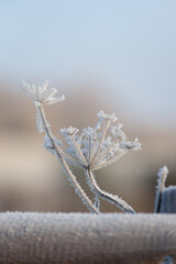 frost on plant