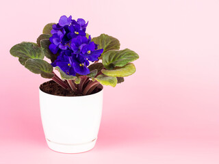 Potted violet flower on pink background with space for text