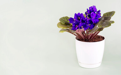 Fototapeta na wymiar Potted violet flower on green background with space for text . Concept of plant care. Hobby
