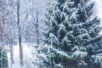 Snow-covered spruce trees in a winter park. 