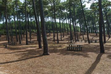 Forest with beautiful pick nick area with tables and banks near Arcachon Bay, Bordeaux, France