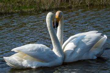 Cour nuptiale, flirt, séduction du Cygne chanteur - Cygnus cygnus - Whooper Swan.