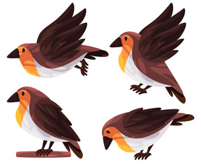 Robins birdswith warm orange breast poses fly stand graphic illustration