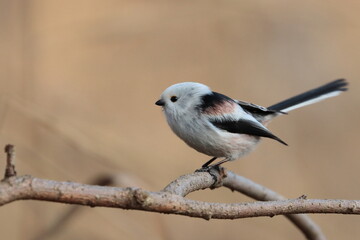 Long tailed tit on a branch