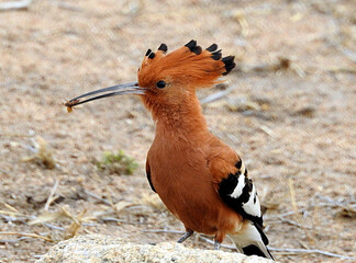 Abubilla, Parque Nac. Kruger, Sudafrica