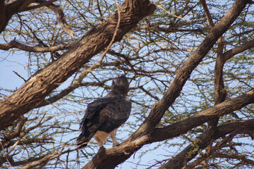 martial eagle, Okavango, Botswana, Afrika