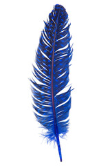 Elegant fluffy feather isolated on the white background