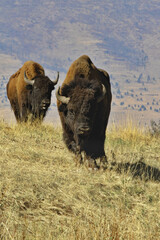 Approaching bison in National Bison Range on Flathead Indian Reservation in Montana